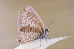 Mariposa gris estriada