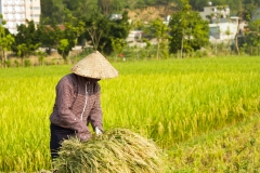 Agricultor vietnamita en arrozal
