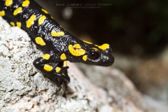 Salamandra común